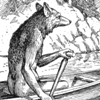Coyote